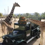 Jirafas, bajo el cuidado de Africam Safari, comiendo frutas y verduras.