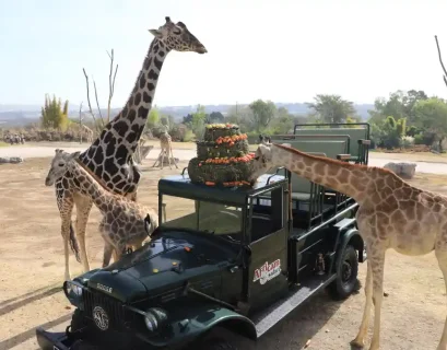 Jirafas, bajo el cuidado de Africam Safari, comiendo frutas y verduras.