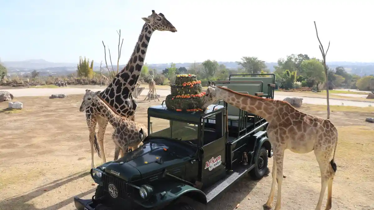 Jirafas, bajo el cuidado de Africam Safari, comiendo frutas y verduras.