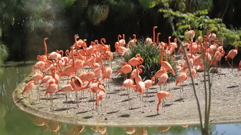Flamencos.