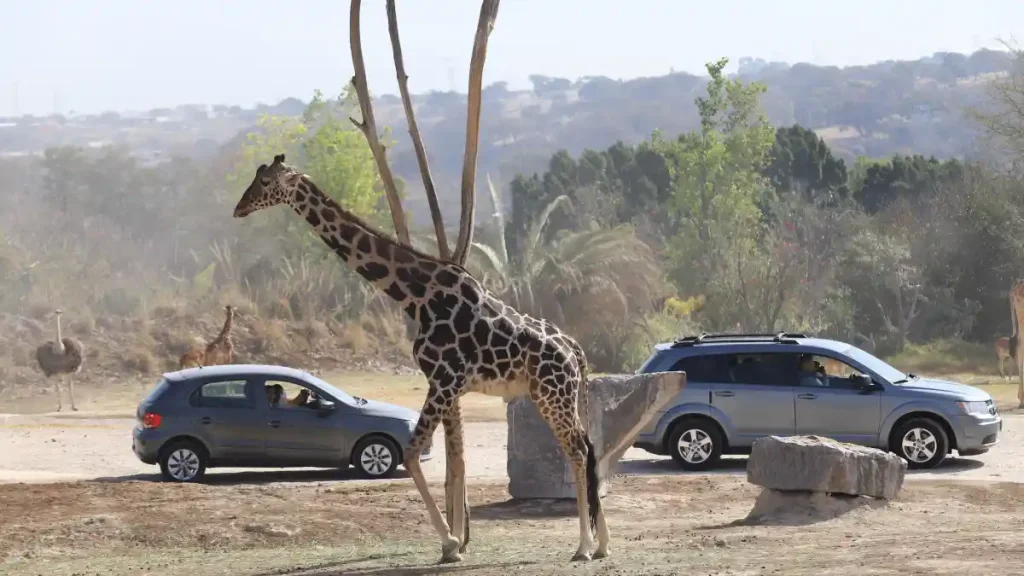 La jirafa Benito se encuentra en Africam Safari.